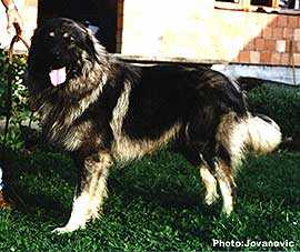 Aga Od Pekanovica | Yugoslavian Shepherd Dog-Sarplaninac 