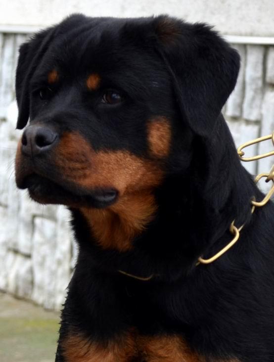 Fifi del Modero Rott. | Rottweiler 