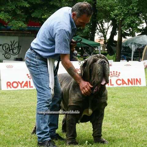 VASCO dello Stradone Vesuviano | Neapolitan Mastiff 