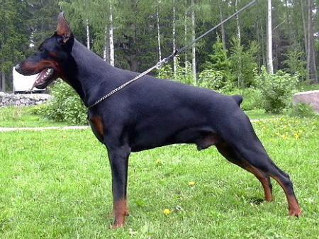 Sant Kreal Monarkh | Black Doberman Pinscher