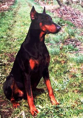 Hertog Pike v. Berkelderhoeve | Black Doberman Pinscher