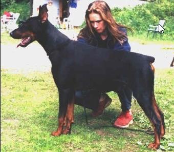 Kriegerhof Fabulous Febon | Black Doberman Pinscher