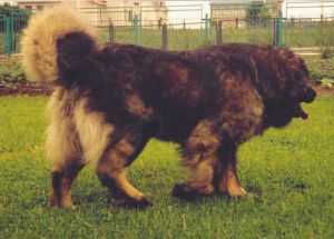 Farhad Volfram | Caucasian Mountain Dog 