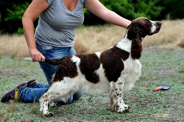 Lordsett Kiss Me Kiss Me | English Springer Spaniel 