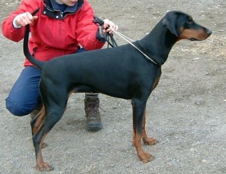 Kriegerhof Fabrizia Fiore | Black Doberman Pinscher