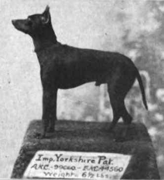 Yorkshire Pat | Manchester Terrier 