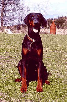 Toscanina's Aimee Ametist | Black Doberman Pinscher