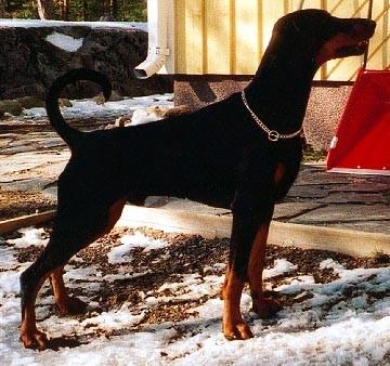 Toscanina's Eros-Exaltatos | Black Doberman Pinscher