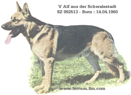 Alf aus der Schwalestadt | German Shepherd Dog 