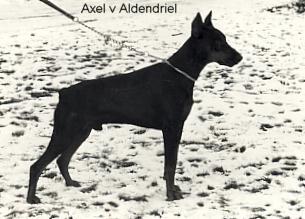 Axel v. Aldendriel | Black Doberman Pinscher