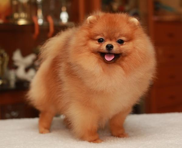 Arzenland well done boy | Pomeranian 