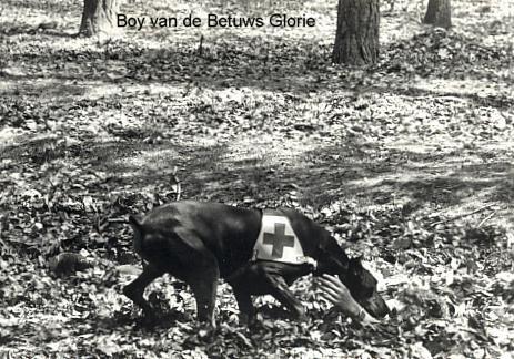 Boy v.d. Betuws Glorie | Black Doberman Pinscher