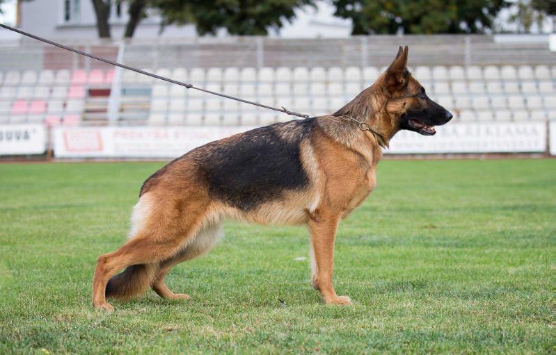 Viper Laukine vilkauoge | German Shepherd Dog 
