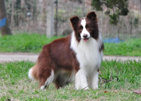 Shoreland's Mocha Choca Latte | Border Collie 