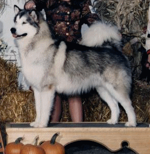 Windchaser's Li'l Drummer Boy | Alaskan Malamute 