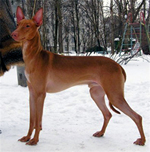 Siphra'S Wild Life | Pharaoh Hound 