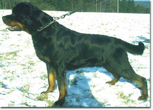 Dino od Milosevski | Rottweiler 