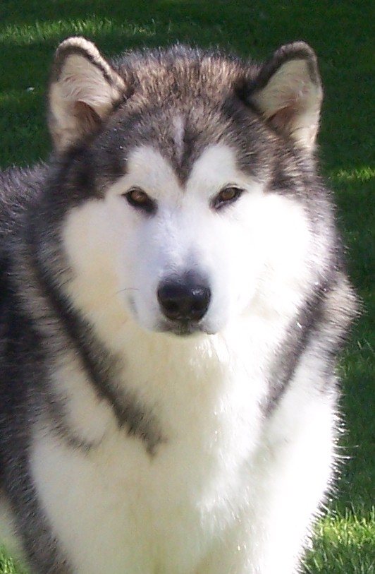 Pale Moon's Dream Catcher | Alaskan Malamute 