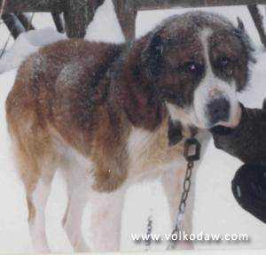 Polotli | Central Asian Shepherd Dog 