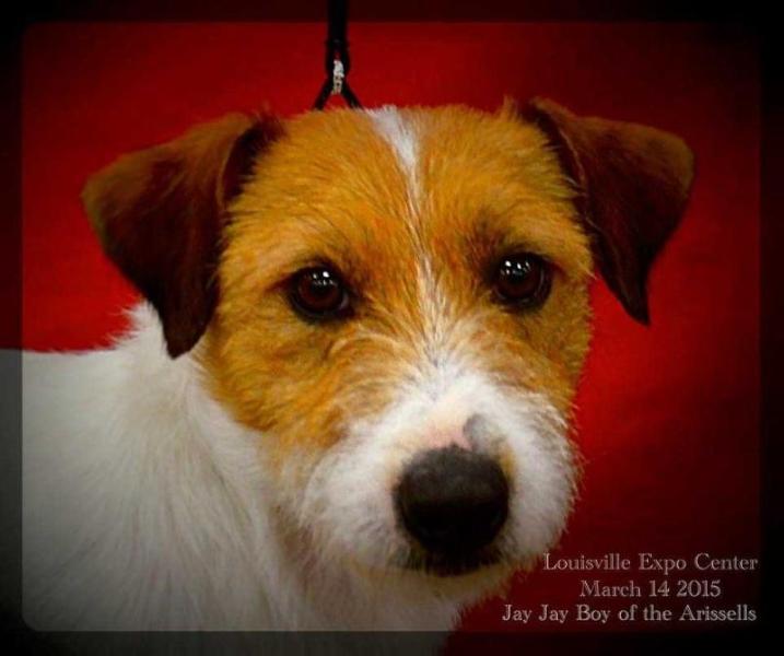 Jay Jay Boy of the Arissells | Jack Russell Terrier 