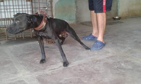 Santa Sofía Knls Gusano | American Pit Bull Terrier 