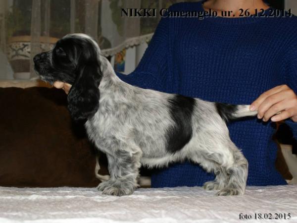 NIKKI Caneangelo | English Cocker Spaniel 