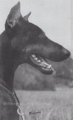 Basil v. Weimar-Eisenach | Black Doberman Pinscher