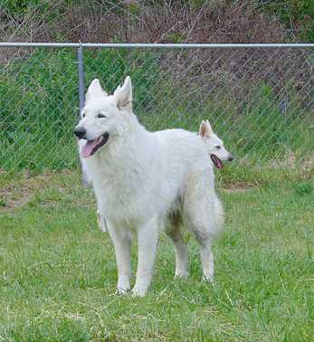 Samuel Dean Von Lichtinger | German Shepherd Dog 