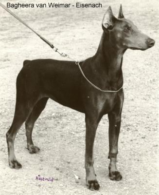 Bagheera v. Weimar-Eisenach | Blue Doberman Pinscher