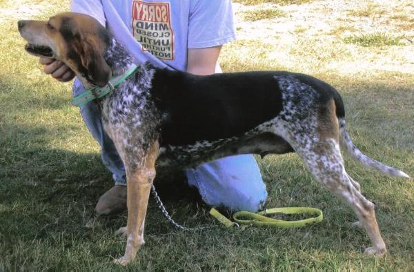 Kirby's Blue Thunder | American English Coonhound 