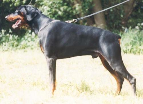 Tobias v. Mahuba | Black Doberman Pinscher