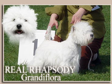 REAL RHAPSODY Grandiflora | West Highland White Terrier 