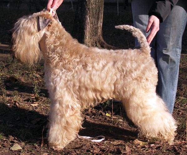 Windisle Gravello | Soft Coated Wheaten Terrier 