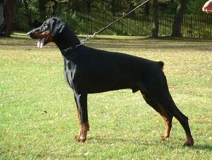 Faruk v. Binselberg | Black Doberman Pinscher