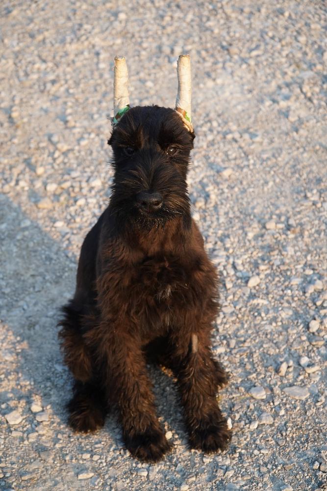 Cara Von Prufenpuden | Giant Schnauzer 