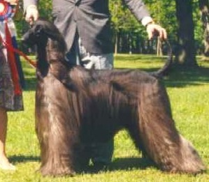 Boanne Heart n Soul | Afghan Hound 