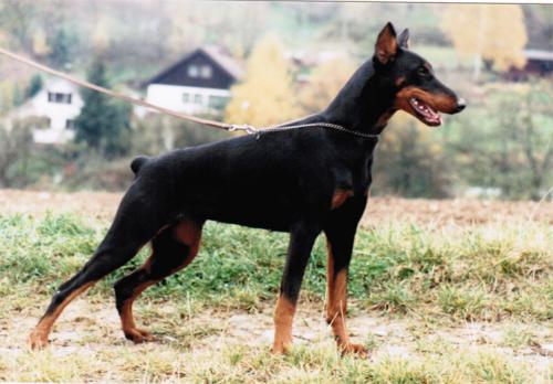 Werra v. Binselberg | Black Doberman Pinscher