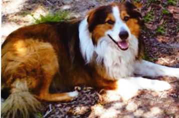 Sandlins Ruby | English Shepherd 