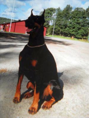 Pikovaya Dama Iz Skazochnogo Sada | Black Doberman Pinscher