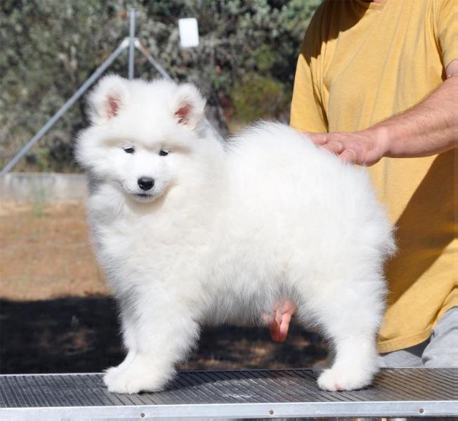 De Villaodon Princess in Sky | Samoyed 