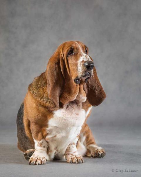 MONIKA | Basset Hound 