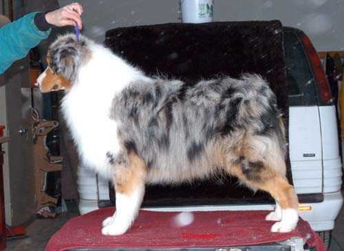 Thornapple Sub Zero | Australian Shepherd 