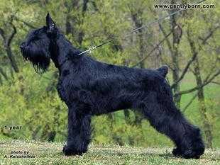 Gently Born Checkmate | Giant Schnauzer 