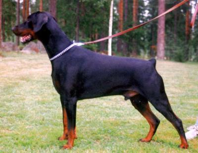 Matador v.d. Räuberhöhle | Black Doberman Pinscher