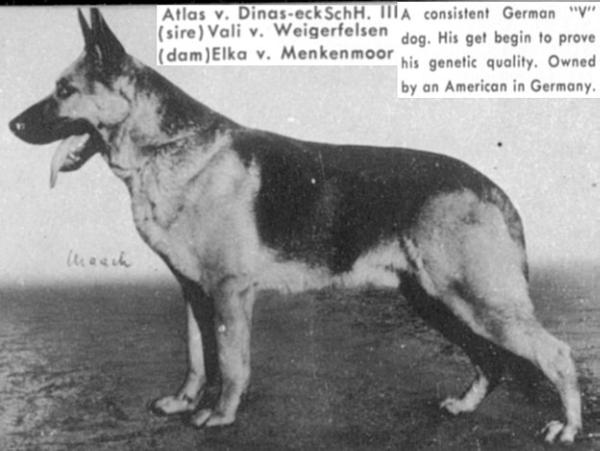 Atlas vom Dinas-Eck | German Shepherd Dog 