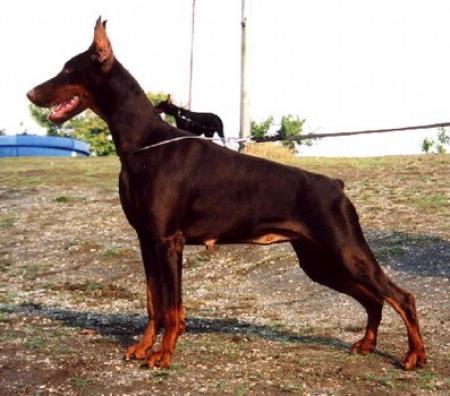 Sant Kreal Baronessa Bravo | Brown Doberman Pinscher