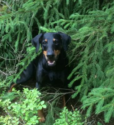 Mezzrow's Jamaika | Black Doberman Pinscher