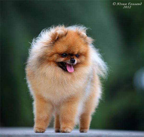 CR California Dream | Pomeranian 