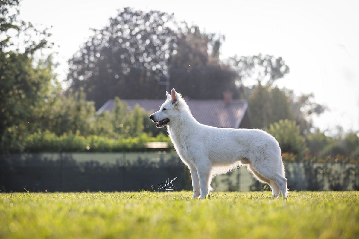 Absolute White Chocolate Massimo Decimo Meridio | White Swiss Shepherd Dog 