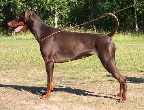 Mezzrow's Java | Brown Doberman Pinscher